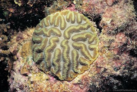 CotW: Symphyllia radians