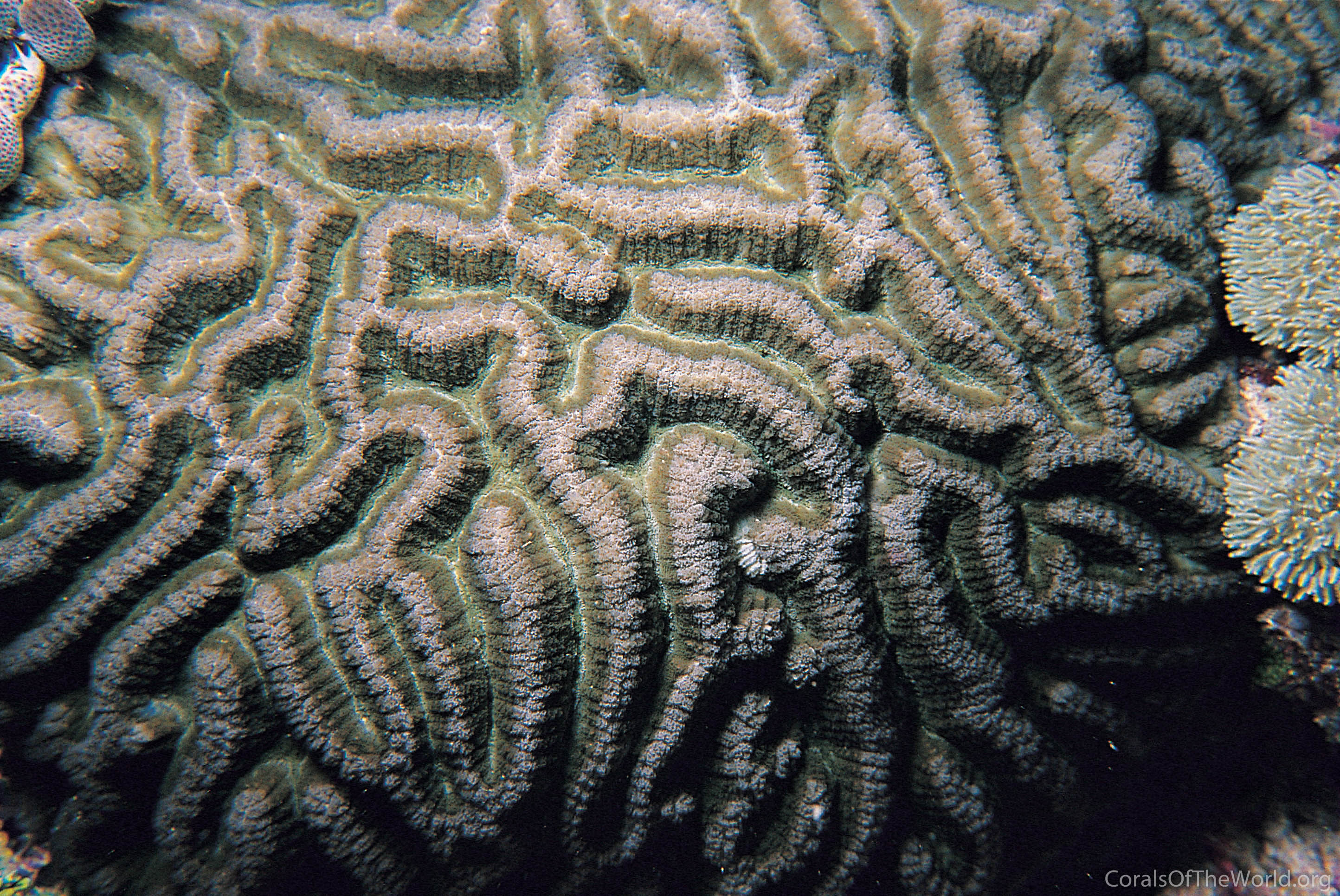 Symphyllia recta