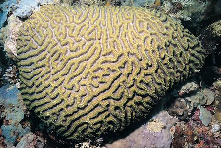 CotW preview: Symphyllia recta