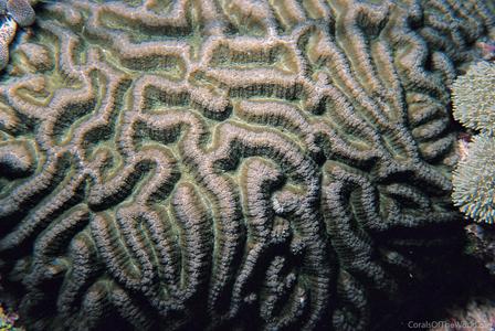 CotW: Symphyllia recta