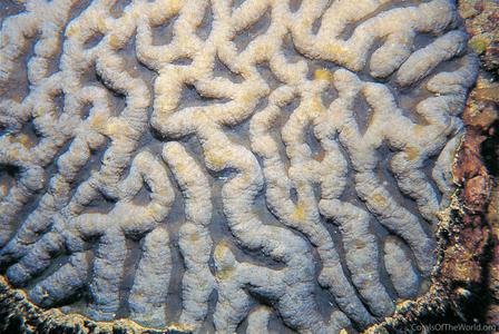 CotW: Symphyllia recta