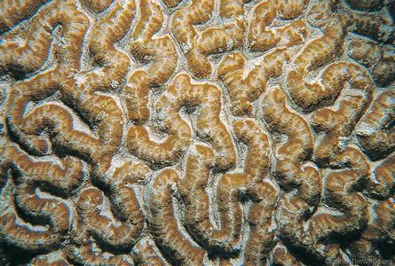 CotW: Symphyllia recta
