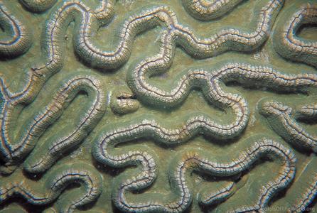 CotW: Symphyllia recta