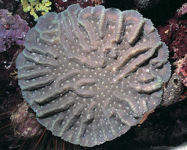 CotW preview: Symphyllia valenciennesi