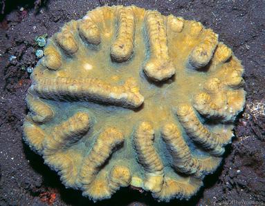 CotW: Symphyllia valenciennesi