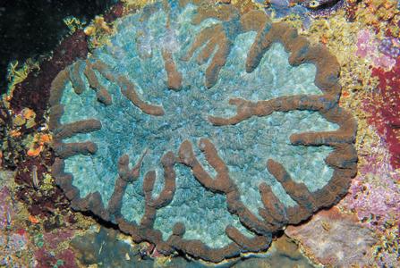 CotW: Symphyllia valenciennesi