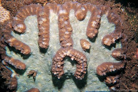 CotW: Symphyllia valenciennesi