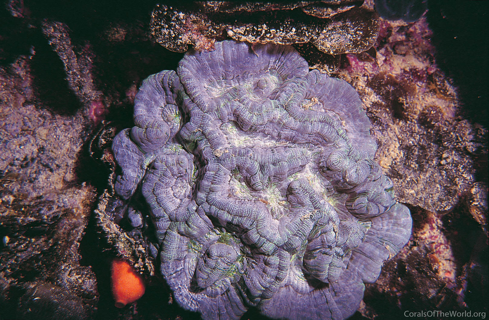 Symphyllia wilsoni