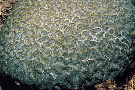CotW preview: Symphyllia wilsoni