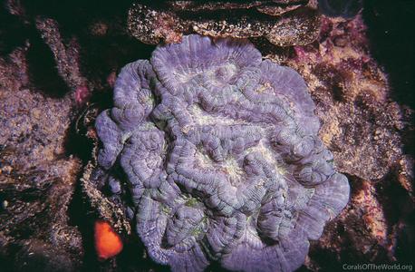 CotW: Symphyllia wilsoni
