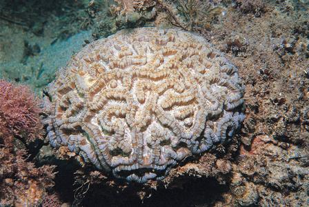 CotW: Symphyllia wilsoni