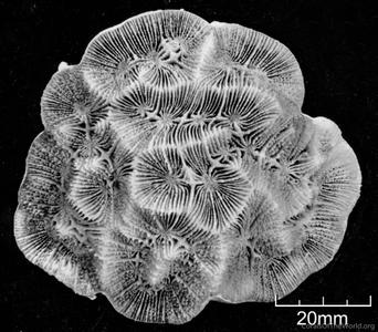 CotW: Symphyllia wilsoni