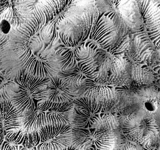 CotW: Symphyllia wilsoni