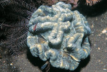 CotW preview: Trachyphyllia geoffroyi