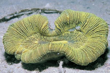 CotW: Trachyphyllia geoffroyi