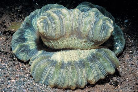 CotW: Trachyphyllia geoffroyi