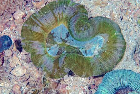 CotW: Trachyphyllia geoffroyi