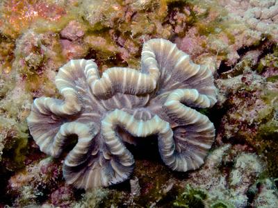 CotW: Trachyphyllia geoffroyi
