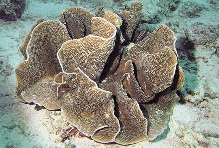 CotW: Turbinaria bifrons