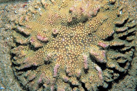 CotW: Turbinaria bifrons