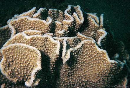 CotW: Turbinaria bifrons