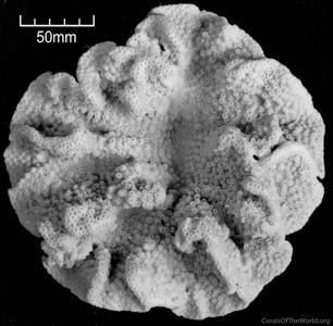 CotW: Turbinaria bifrons