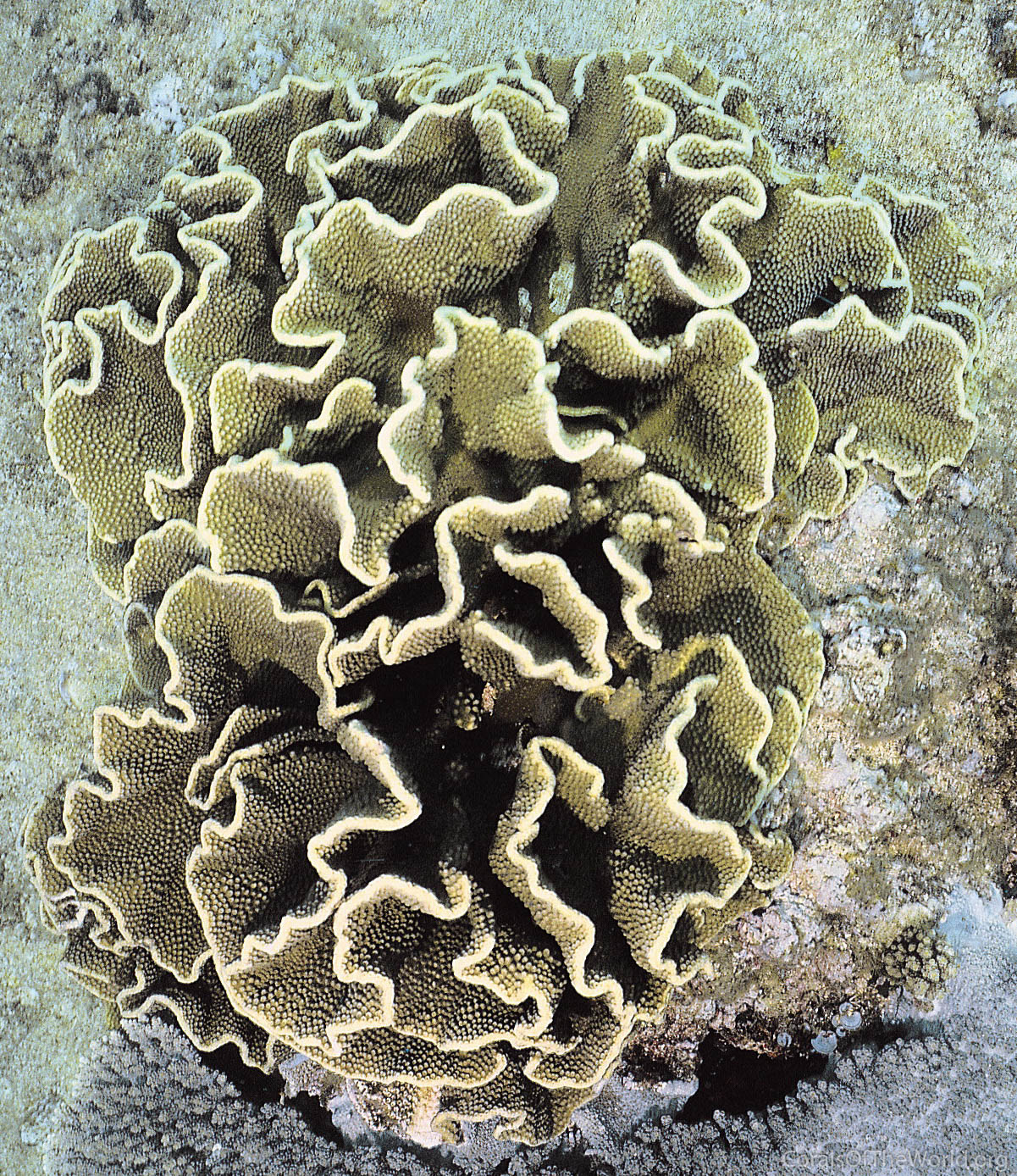 Image from Corals of the World: Turbinaria conspicua