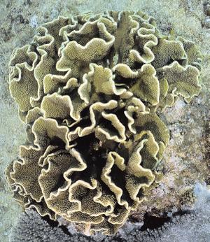 CotW preview: Turbinaria conspicua