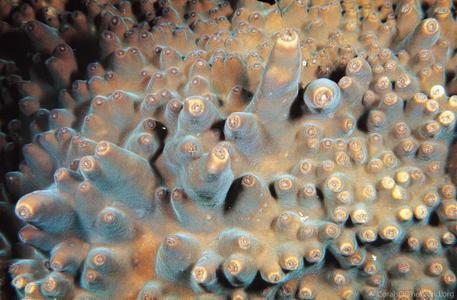 CotW: Turbinaria frondens