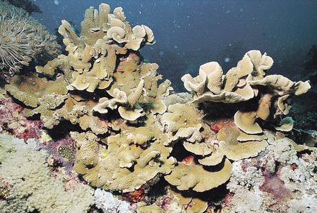 CotW: Turbinaria frondens