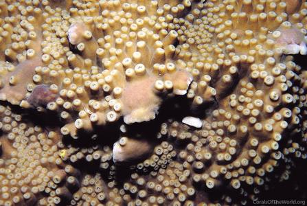 CotW: Turbinaria frondens