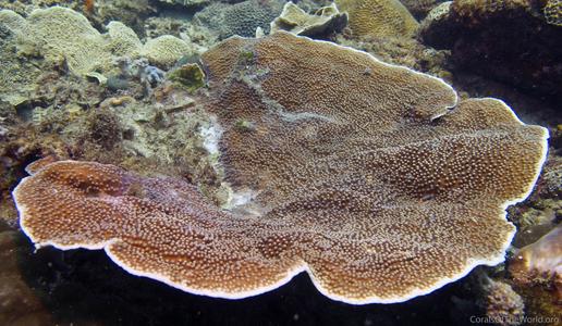 CotW: Turbinaria frondens