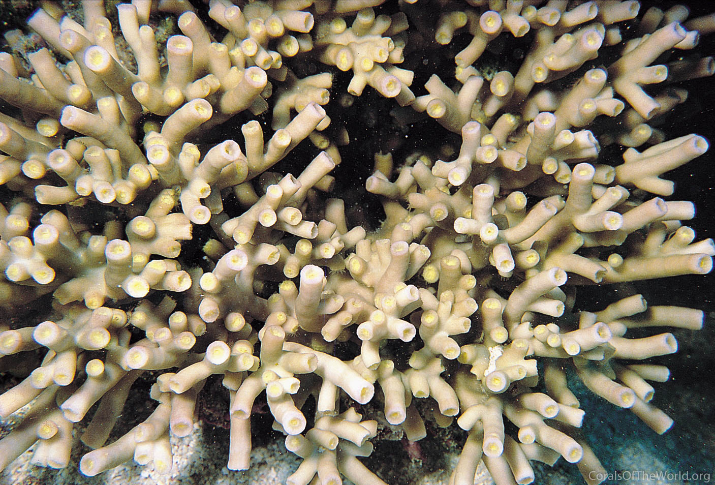Image from Corals of the World: Turbinaria heronensis