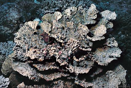 CotW preview: Turbinaria heronensis