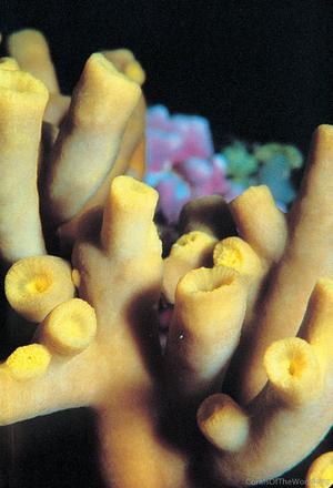 CotW: Turbinaria heronensis