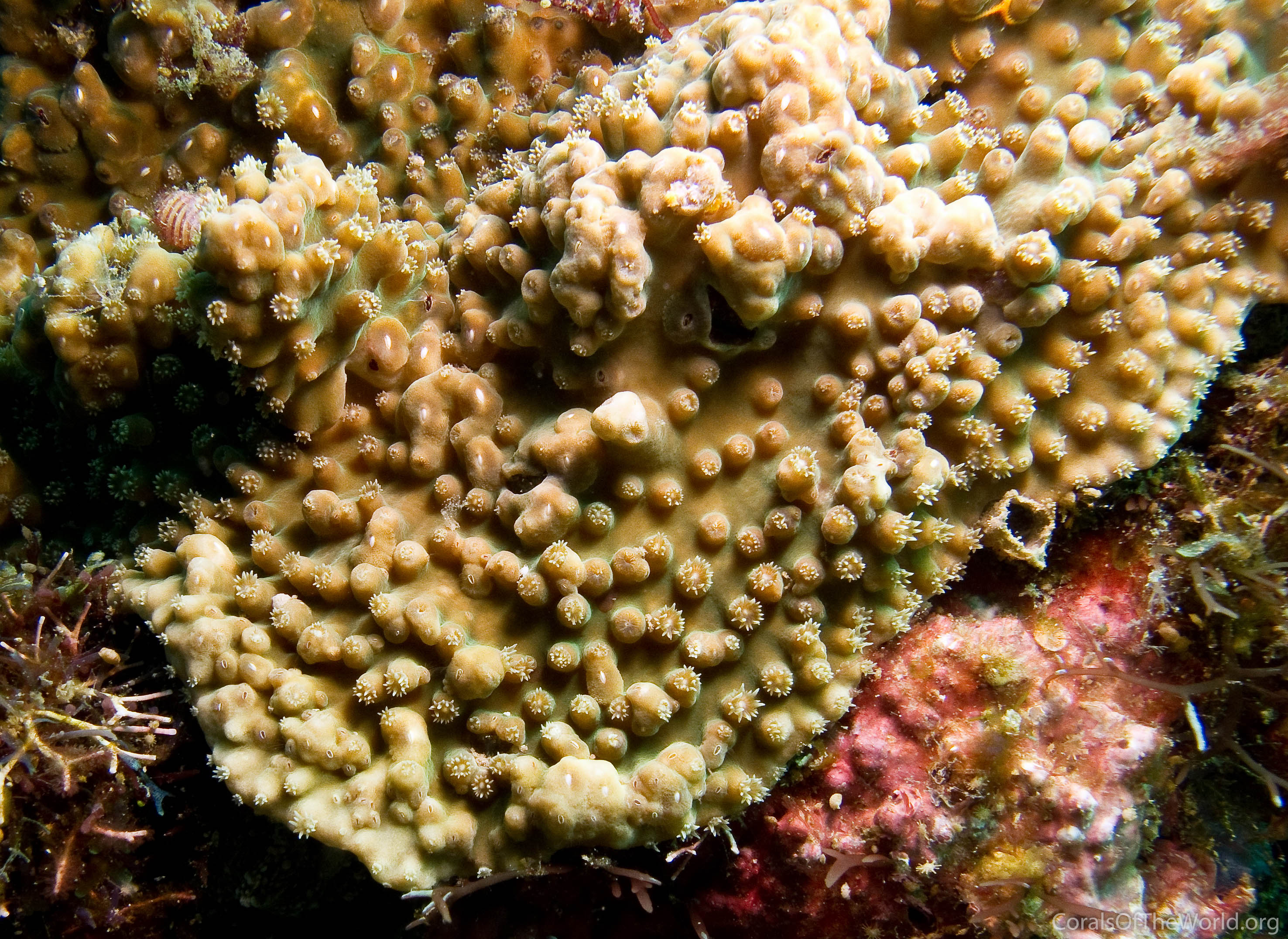 Image from Corals of the World: Turbinaria irregularis