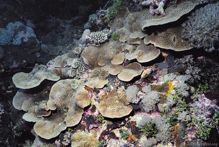 CotW preview: Turbinaria irregularis