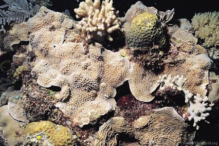 CotW: Turbinaria irregularis