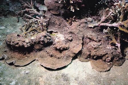 CotW: Turbinaria irregularis