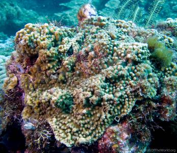 CotW: Turbinaria irregularis