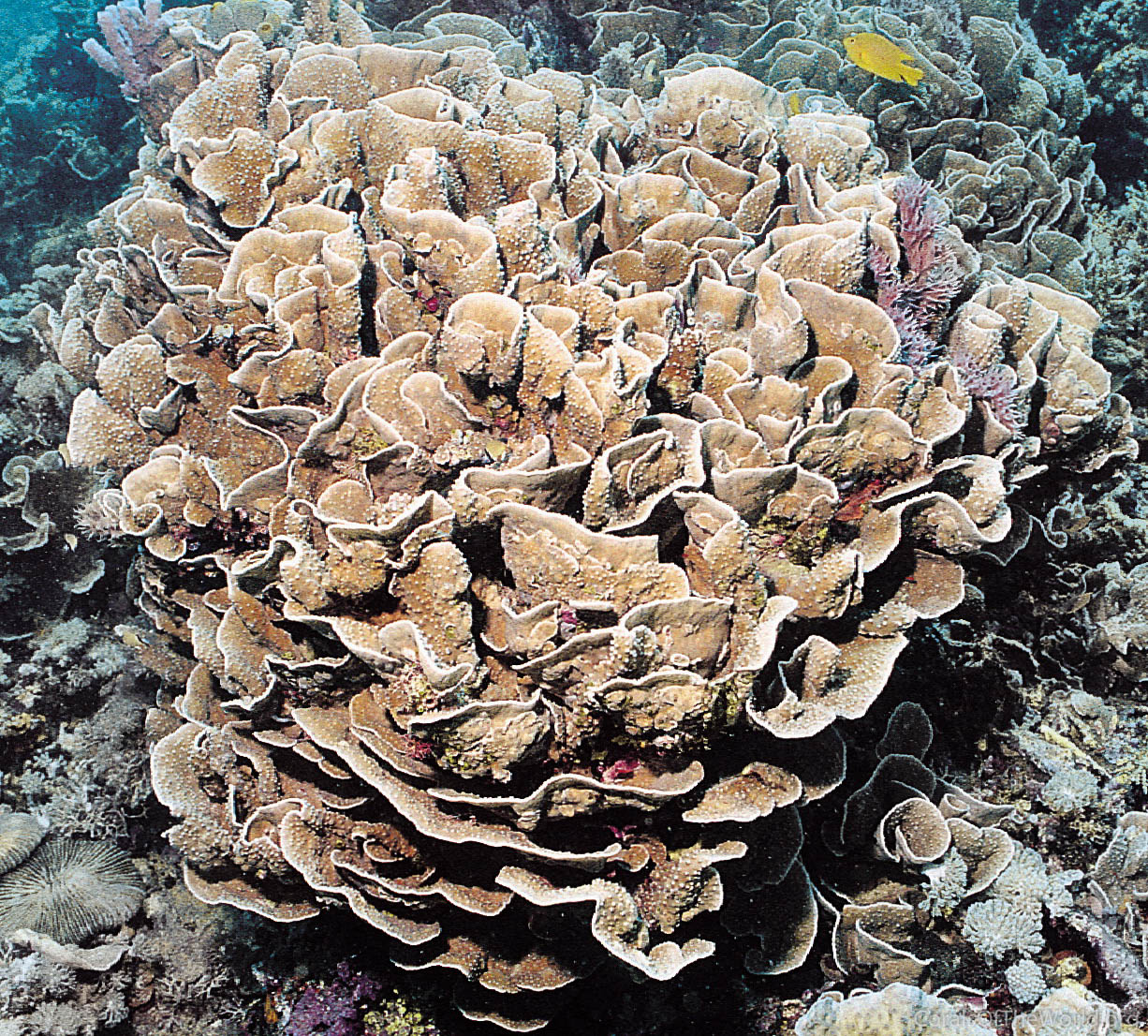 Image from Corals of the World: Turbinaria mesenterina