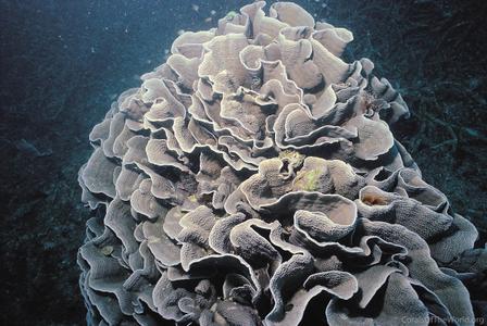 CotW preview: Turbinaria mesenterina