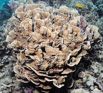 CotW: Turbinaria mesenterina