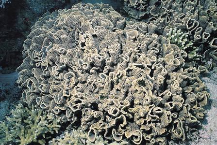 CotW: Turbinaria mesenterina