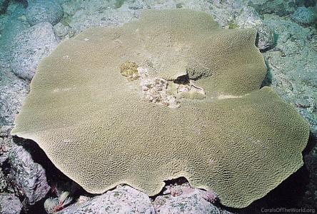 CotW: Turbinaria mesenterina