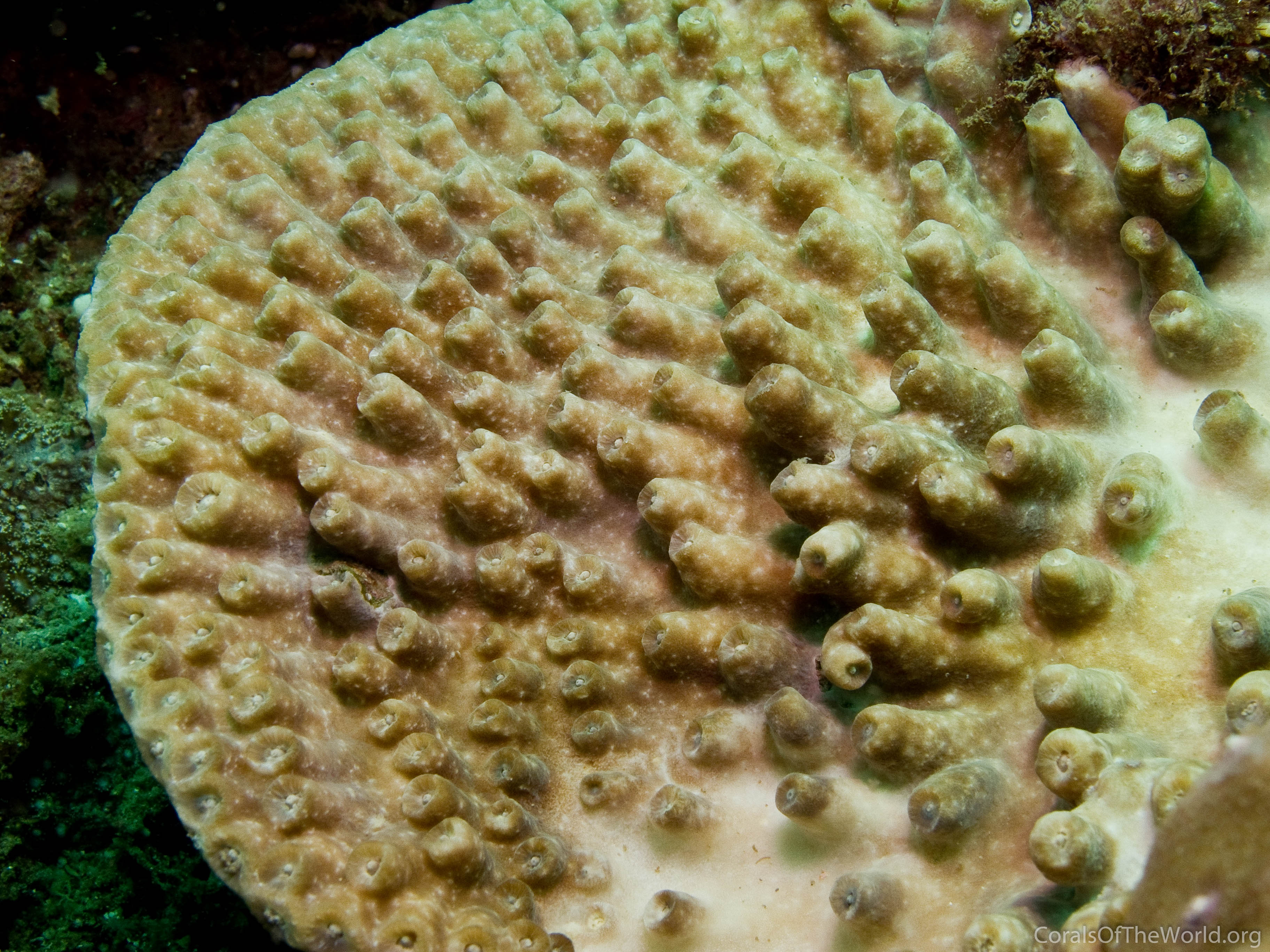 Turbinaria patula