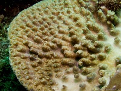 CotW preview: Turbinaria patula