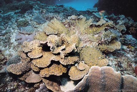 CotW preview: Turbinaria patula