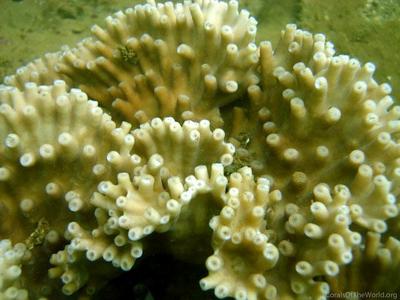 CotW: Turbinaria patula