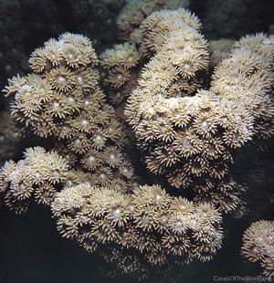 CotW preview: Turbinaria peltata